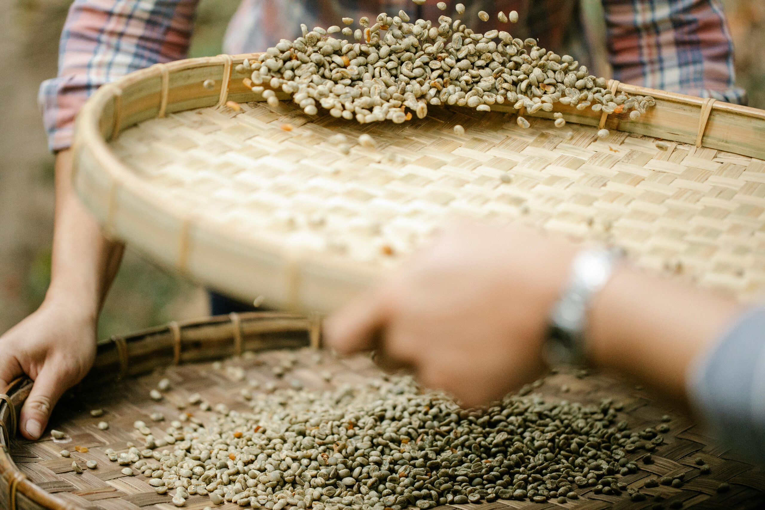 raw green coffee beans tossed farm